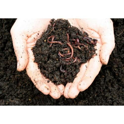 Compost Worms Direct - 1000 - Composting Home